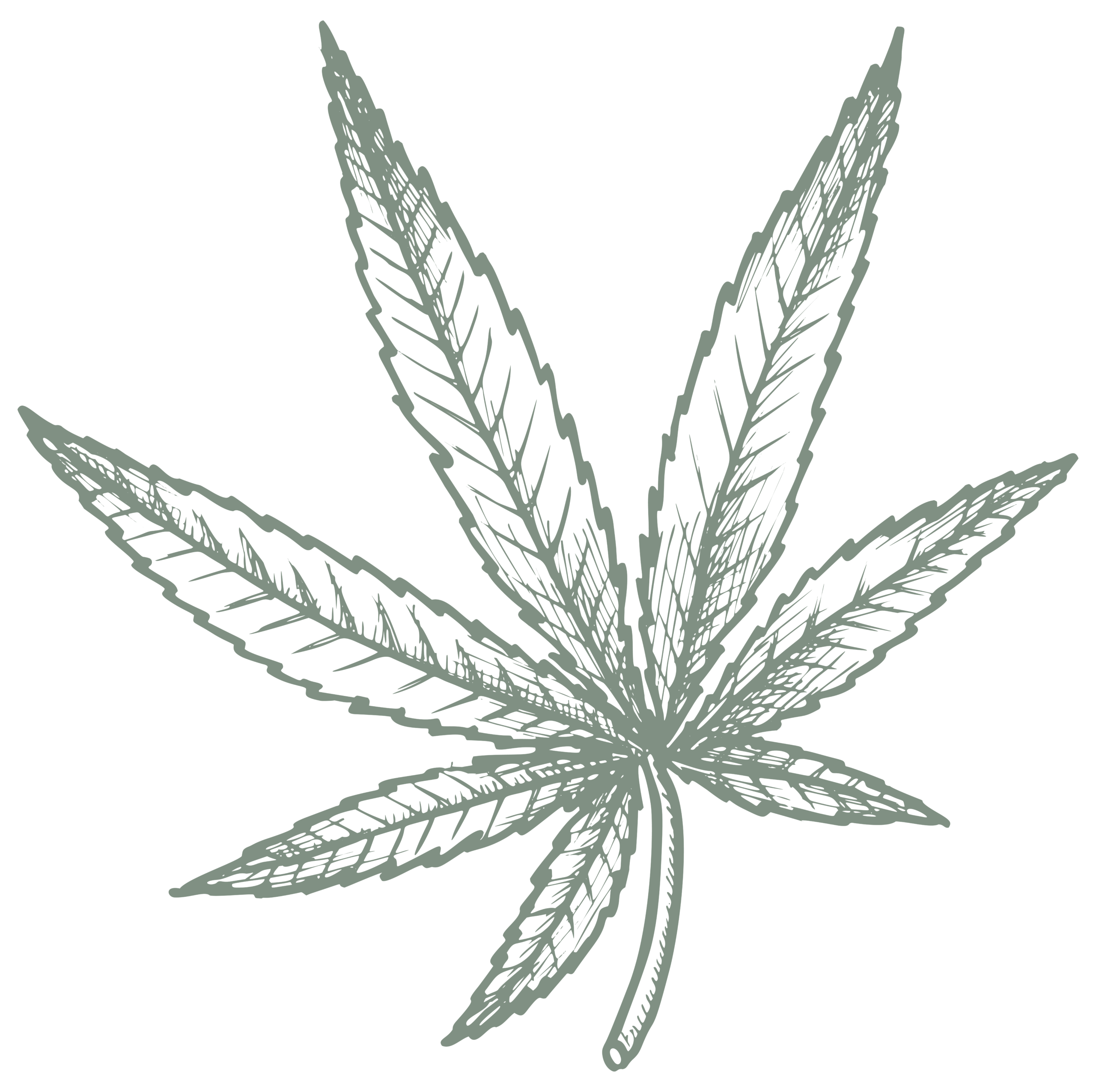 Premium recreational cannabis near Philadelphia, Camden Apothecary Cannabis leaf illustration, Camden Apothecary dispensary near Philadelphia